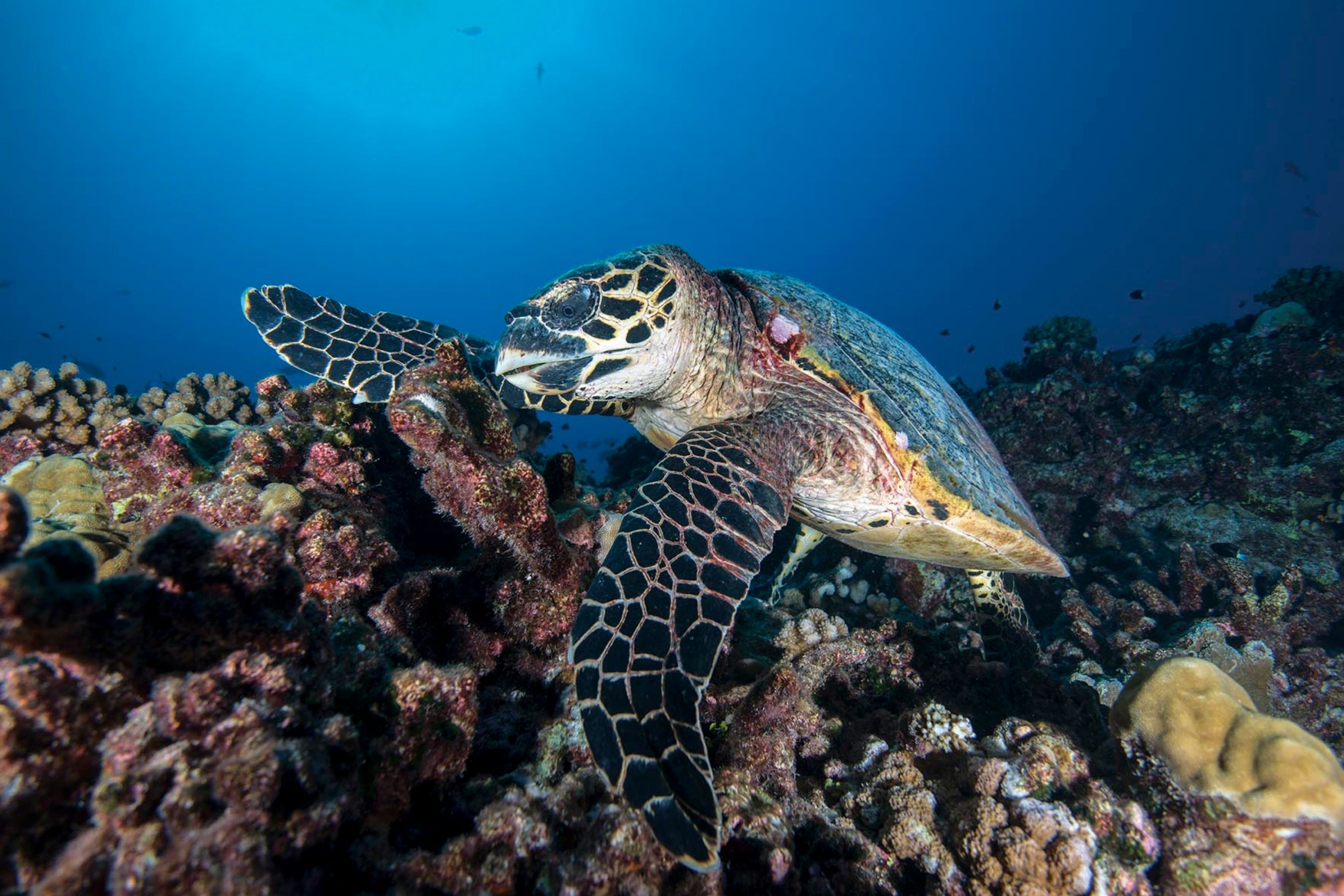 Coco Dive Tikehau Pension Hotu