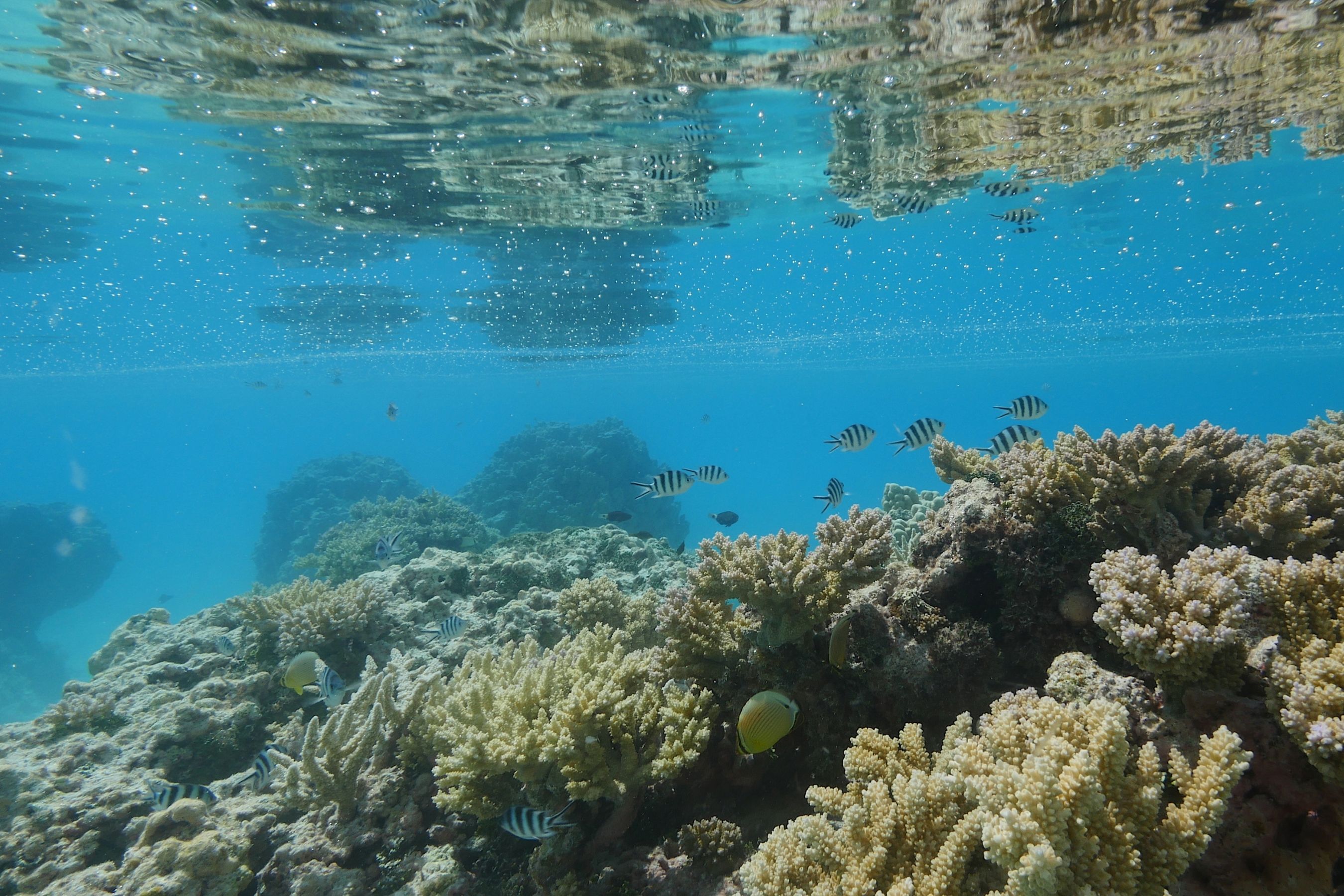 Coco Dive Tikehau Pension Hotu