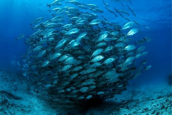 Coco Dive Tikehau 