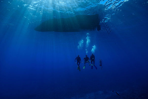 Coco Dive Tikehau 